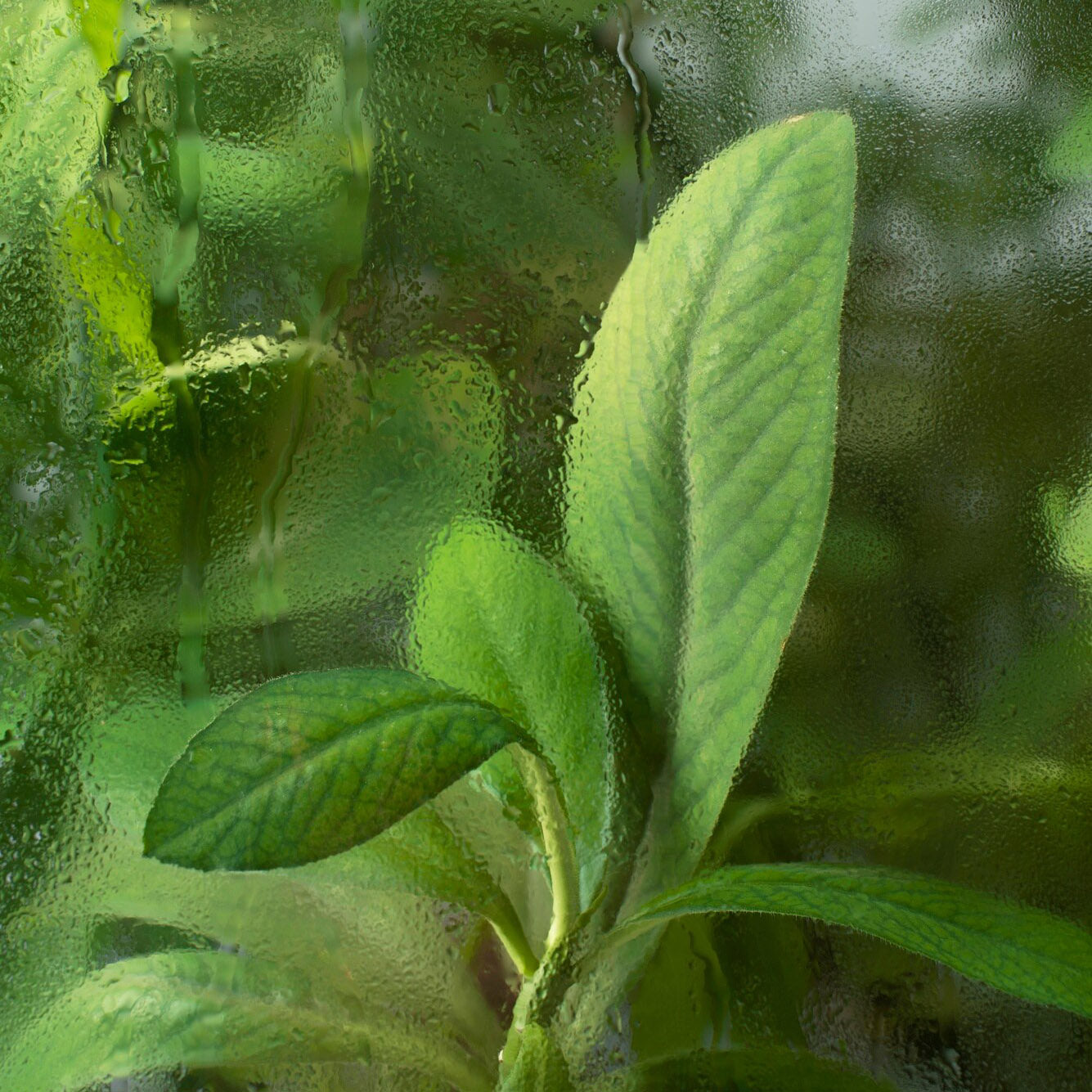 The Importance of Humidity Control in Greenhouses