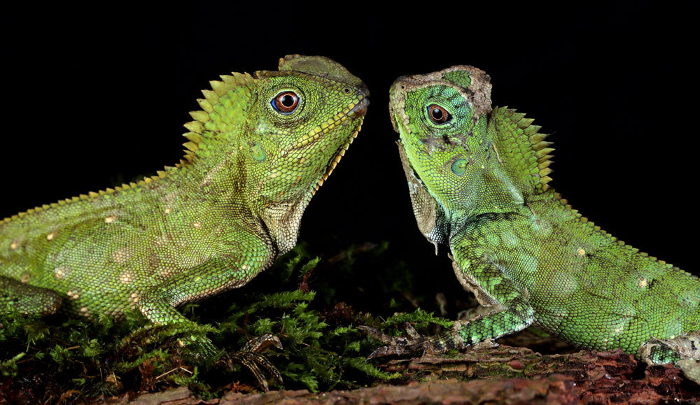 The Importance of Temperature & Humidity for Reptiles (and How TempIQ Can Help)