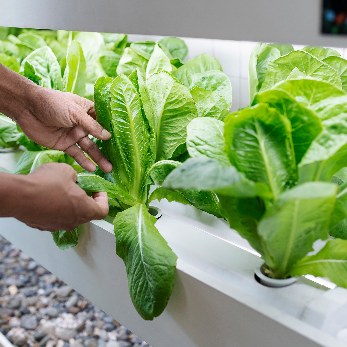 The Benefits of Growing Your Own Produce with Hydroponics at Home