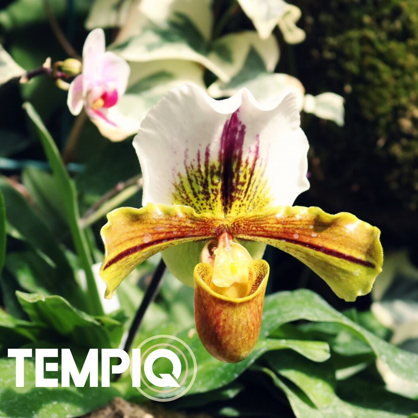 Orchid Growing is all About Temperature and Humidity