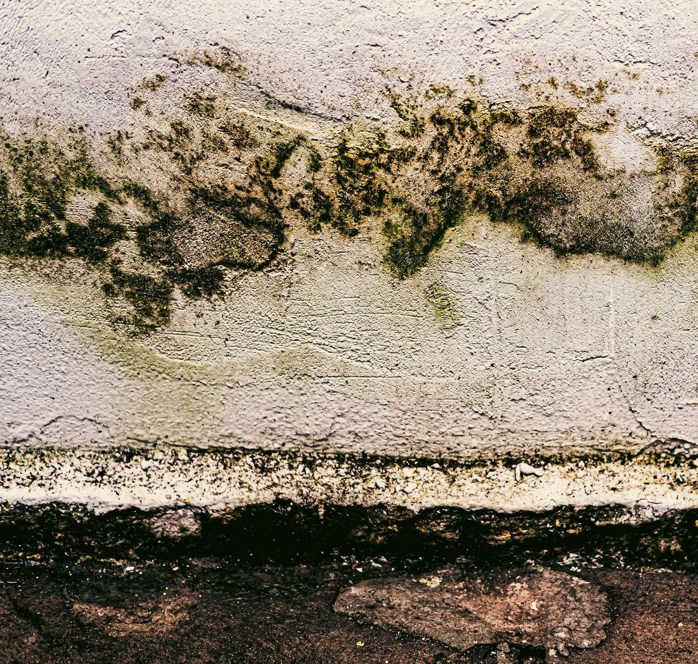 The Importance of Monitoring Humidity to Control Mold Growth