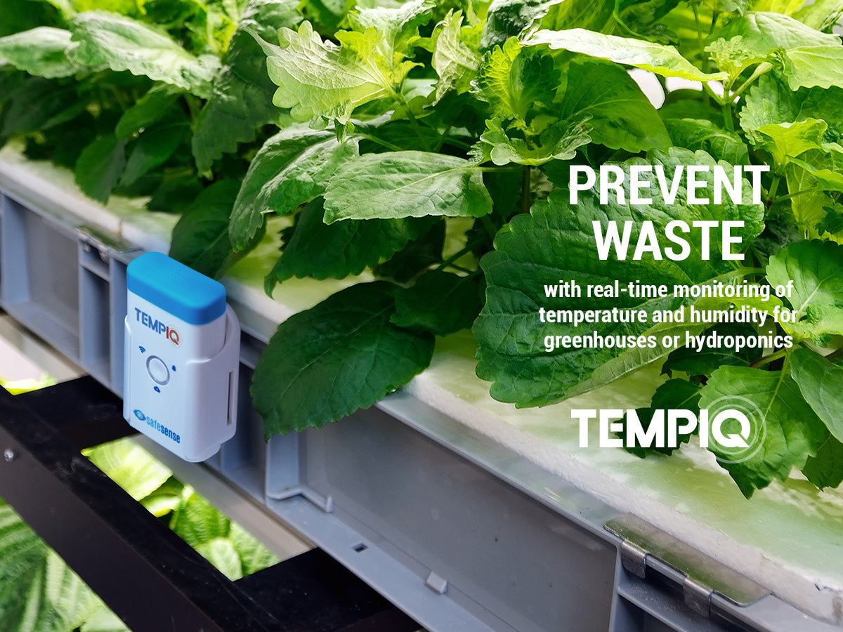 Optimizing Greenhouse Conditions with SafeSense TempIQ for Healthier Vegetables
