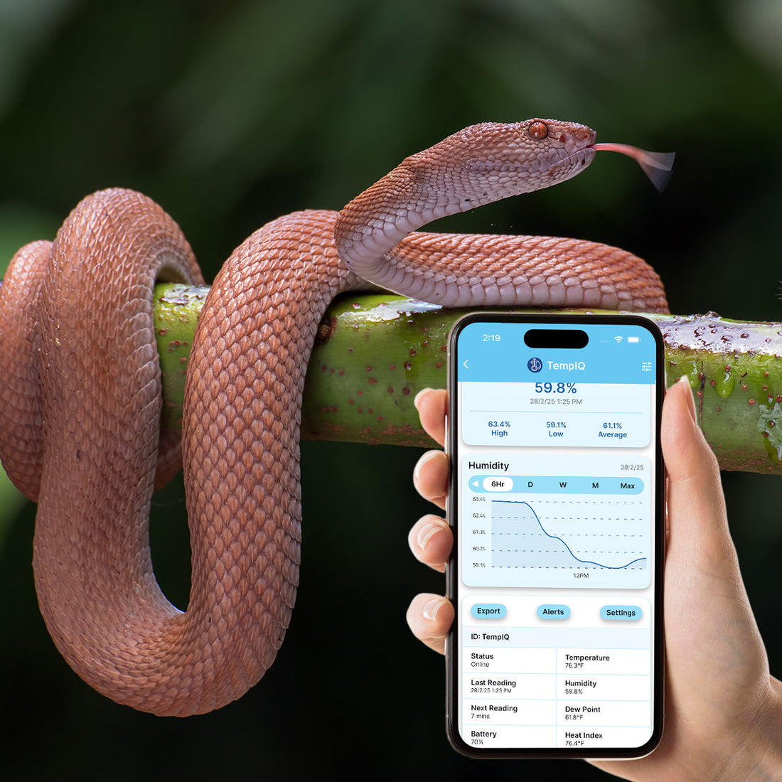 The Importance of Temperature and Humidity When Keeping Snakes – SafeSense